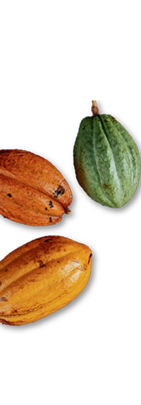 Cocoa pods